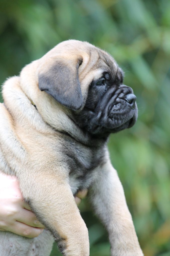 The Archer Of Little Oven S Bull - Chiot disponible  - Bullmastiff