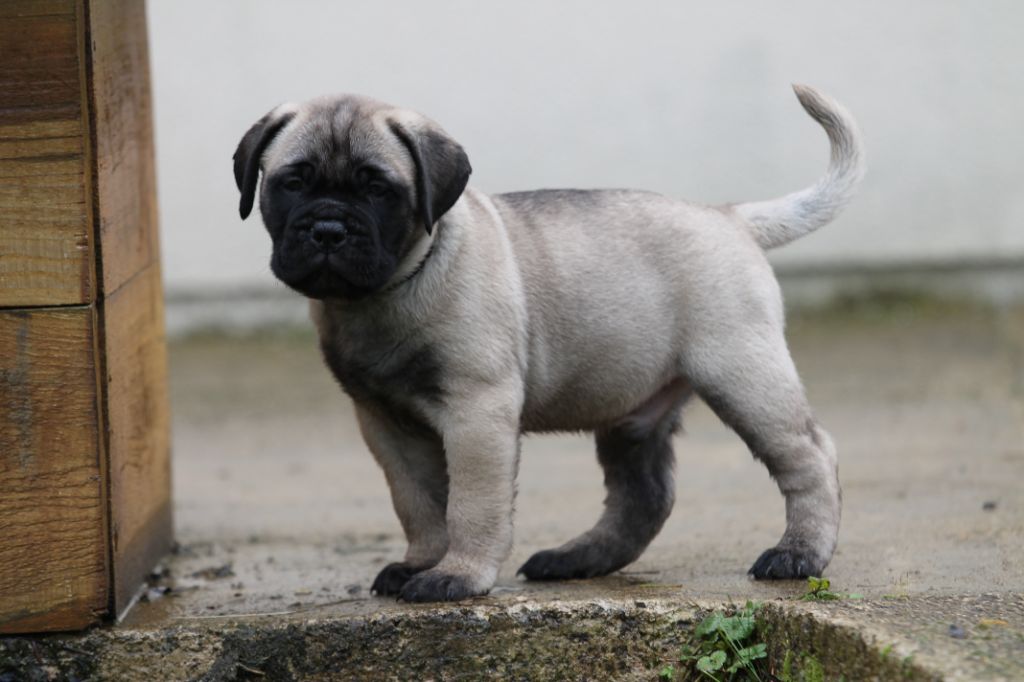The Archer Of Little Oven S Bull - Chiot disponible  - Bullmastiff