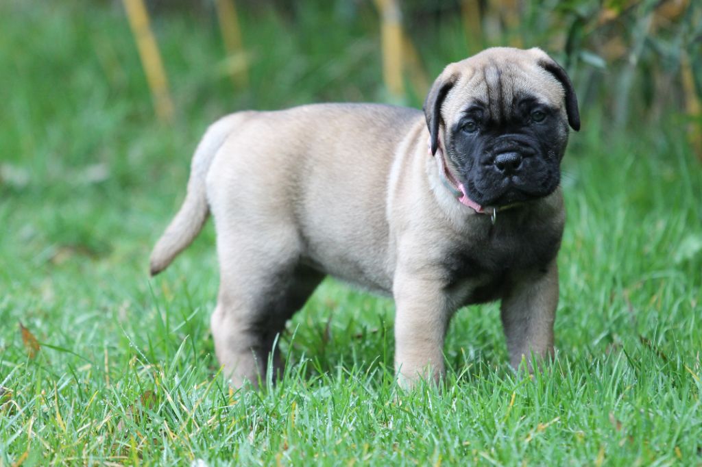 The Archer Of Little Oven S Bull - Chiots disponibles - Bullmastiff