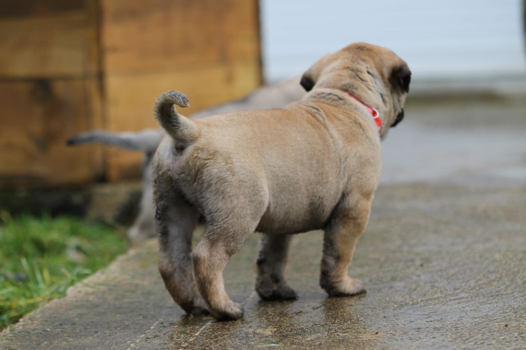 The Archer Of Little Oven S Bull - Chiots disponibles - Bullmastiff